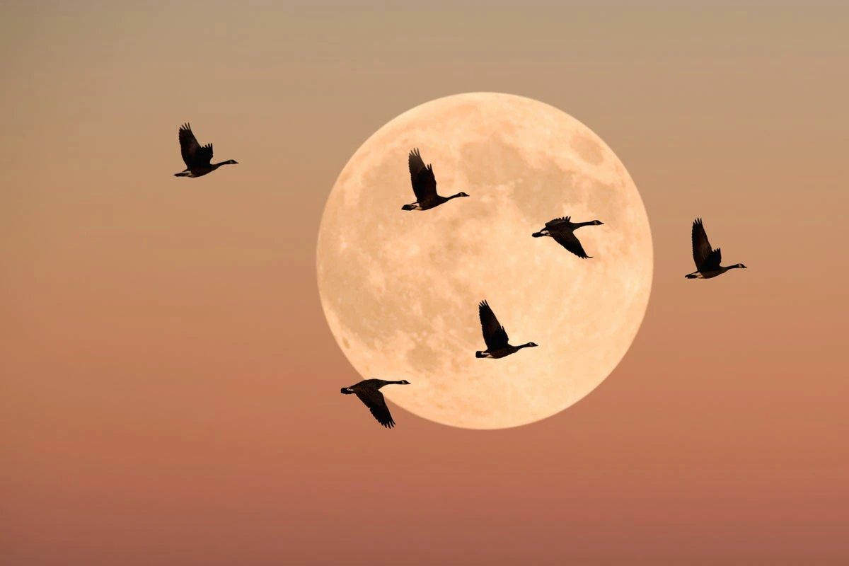 How darkness might save migratory birds