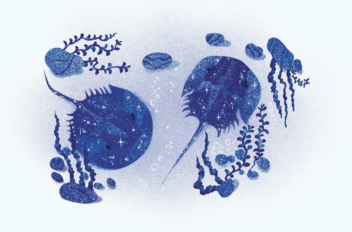 Poem: ‘Horseshoe Crab’