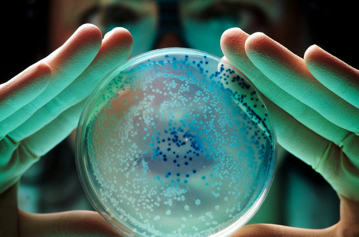 Scientists catch bacteria sharing proteins to survive antibiotics
