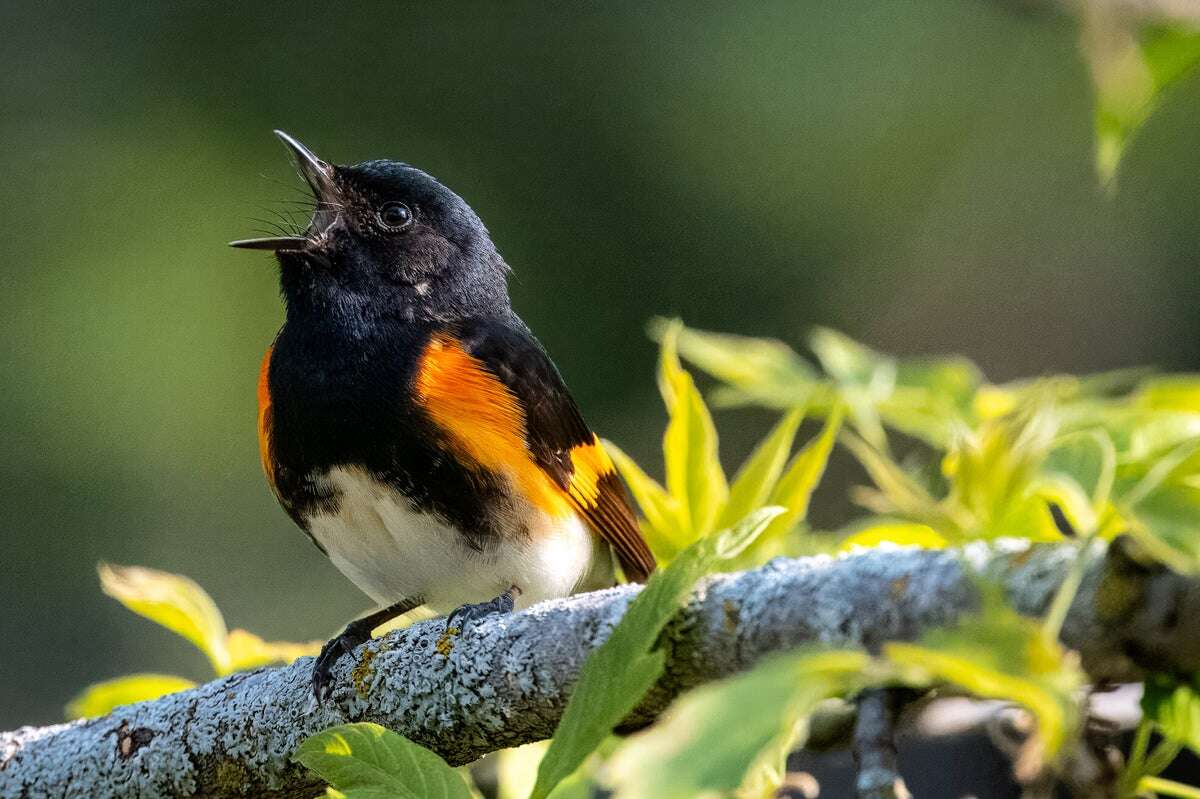 Migrating Birds Sing to Team Up with Other Species