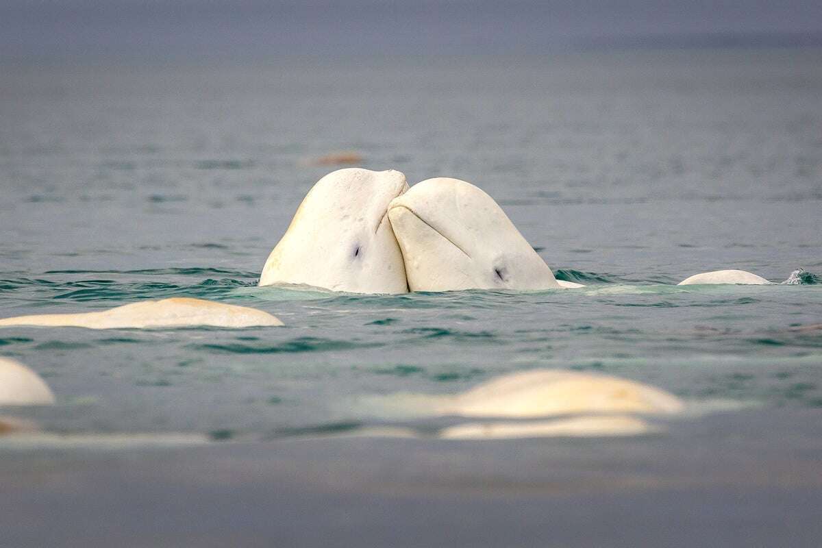 Belugas Flirt and Fight by Morphing Their Squishy Forehead