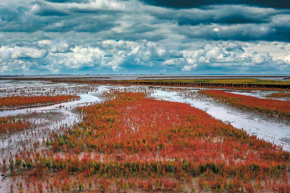 The Future of Food May Depend on Crops, Such as Quinoa, That Thrive in Salty Soils