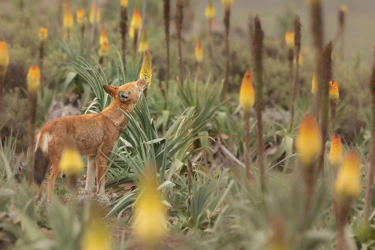 Nectar-Eating Wolves May Be Pollinating Flowers