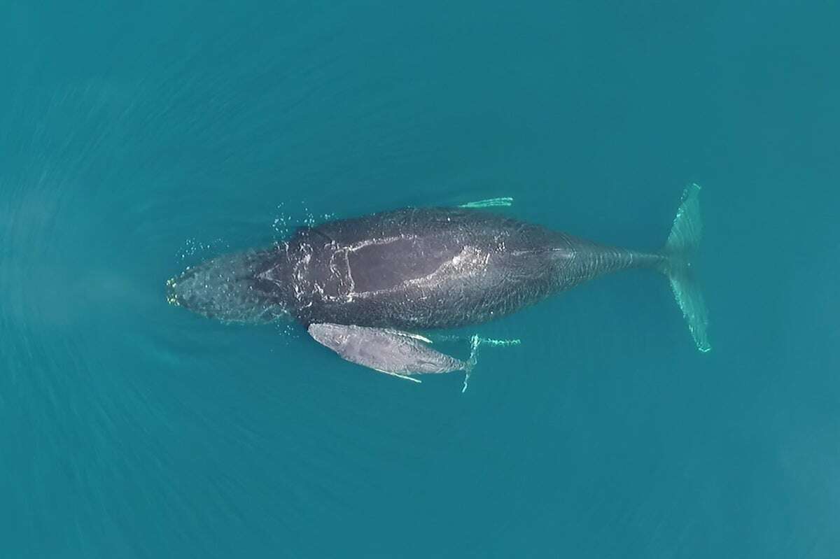 Baby Humpback Whales Burp and Bark to Beg Mom for Milk