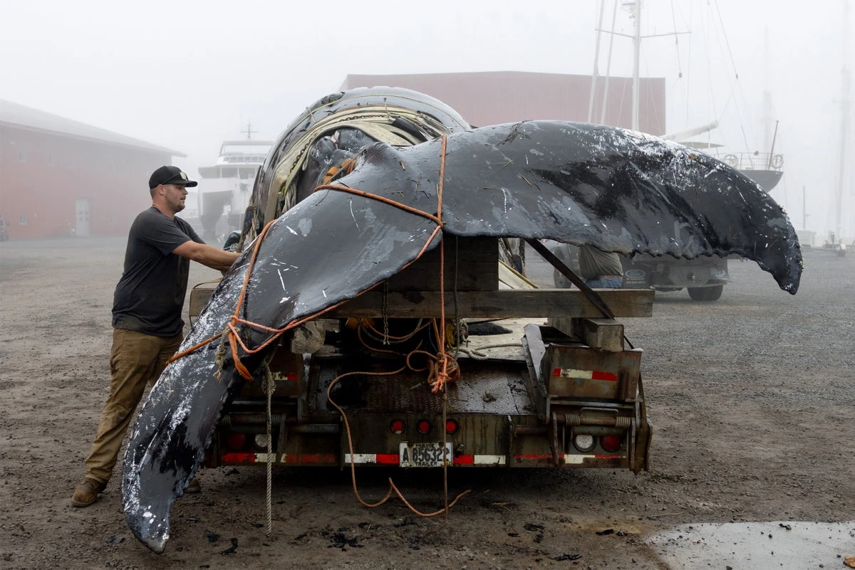 Proposed House Bill Would Weaken Marine Mammal Protection Act, Endangering Whales, Dolphins and More