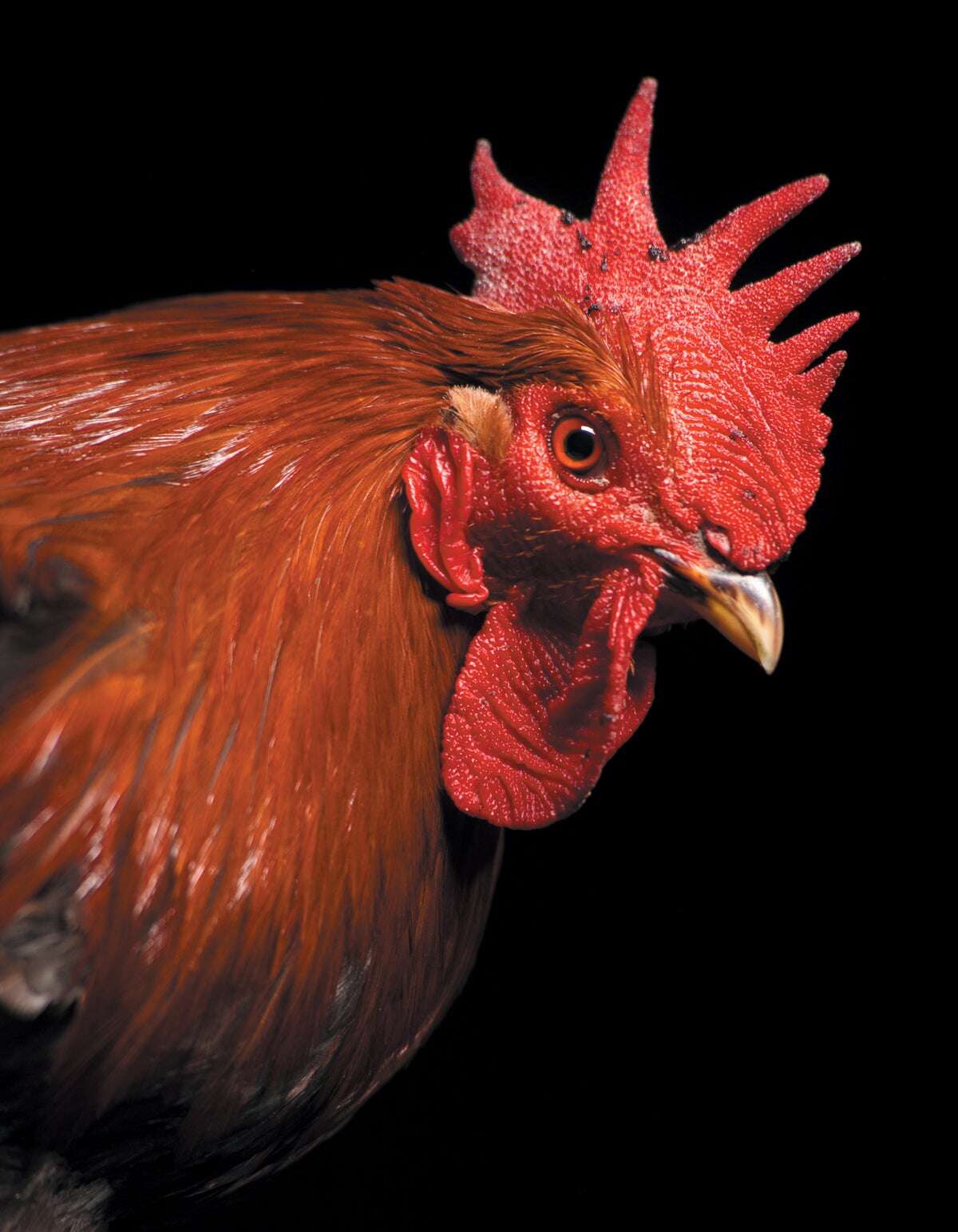 How the Strange Relationship between Chickens and Humans Shaped Our World