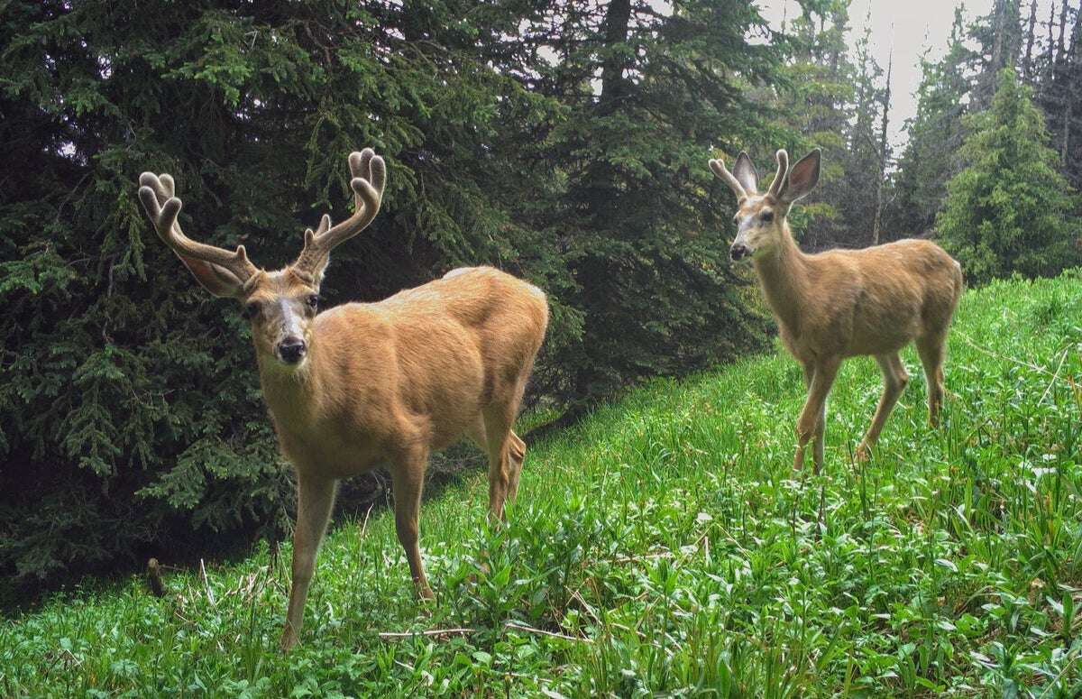 How Wild Animals Actually Responded to Our COVID Lockdowns