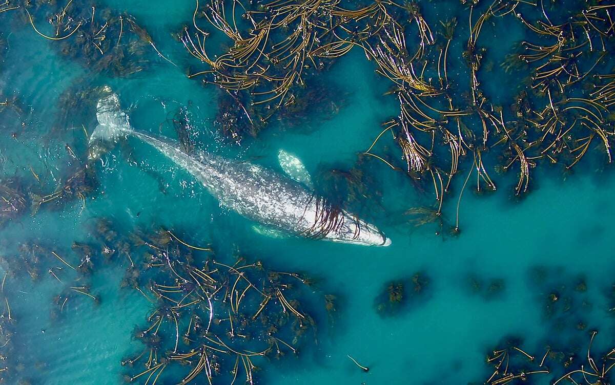 These Gray Whales Are Shrinking and Scientists Aren’t Sure Why