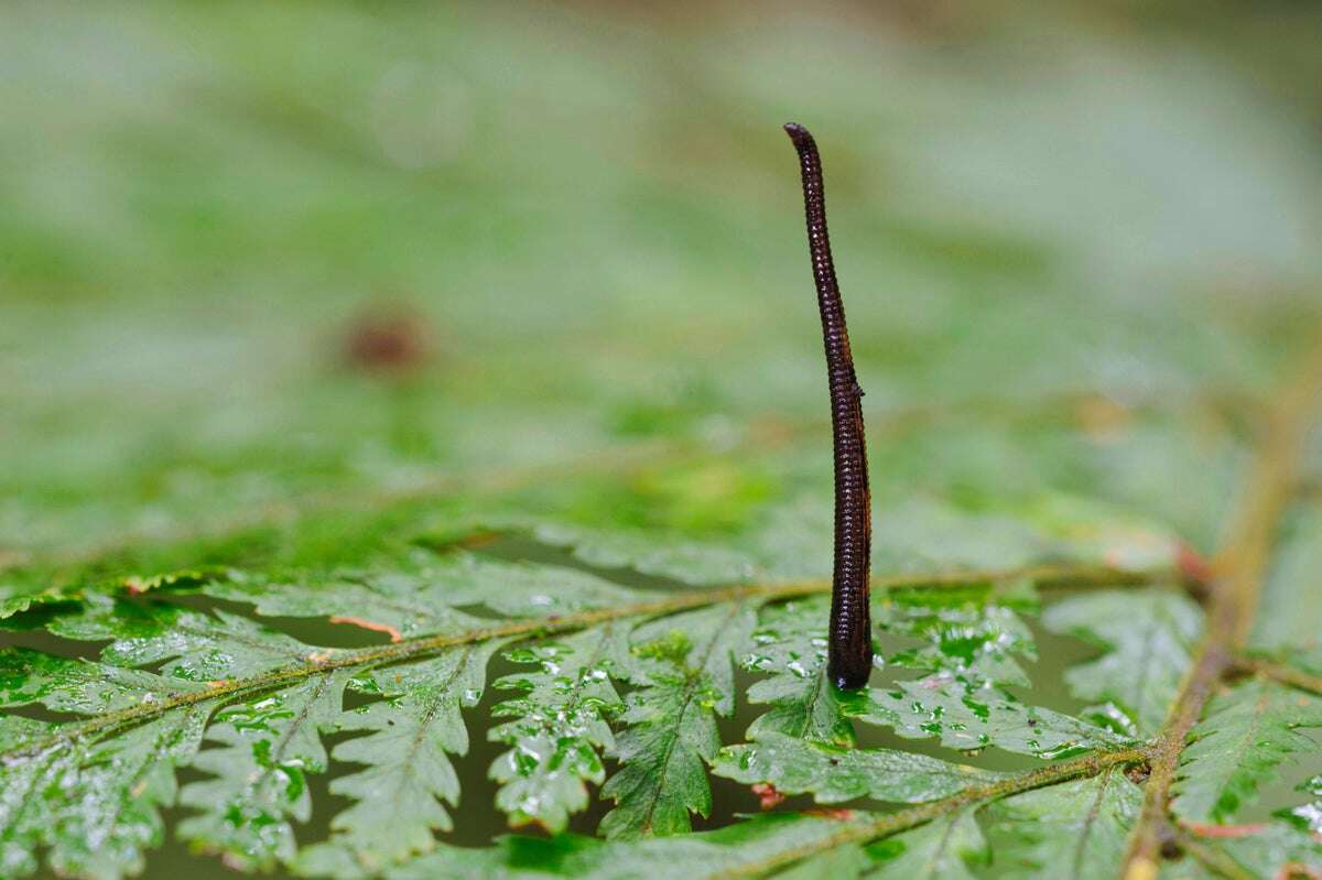 These Bloodsucking Leeches Jump like Striking Cobras 