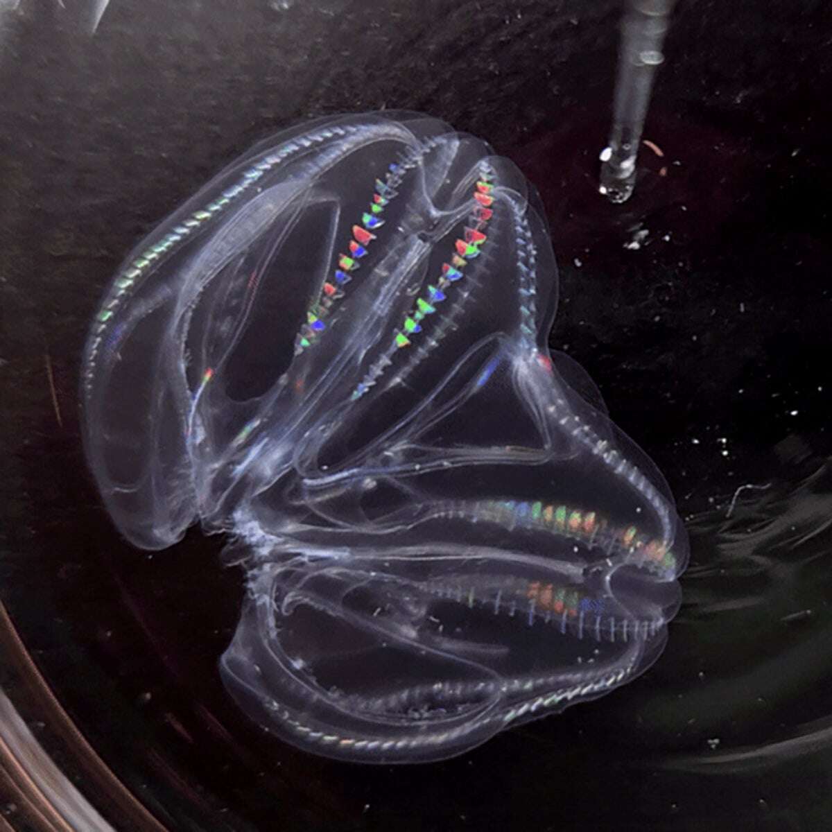 Comb Jelly with Two Butts Is Actually Two Individuals Fused Together