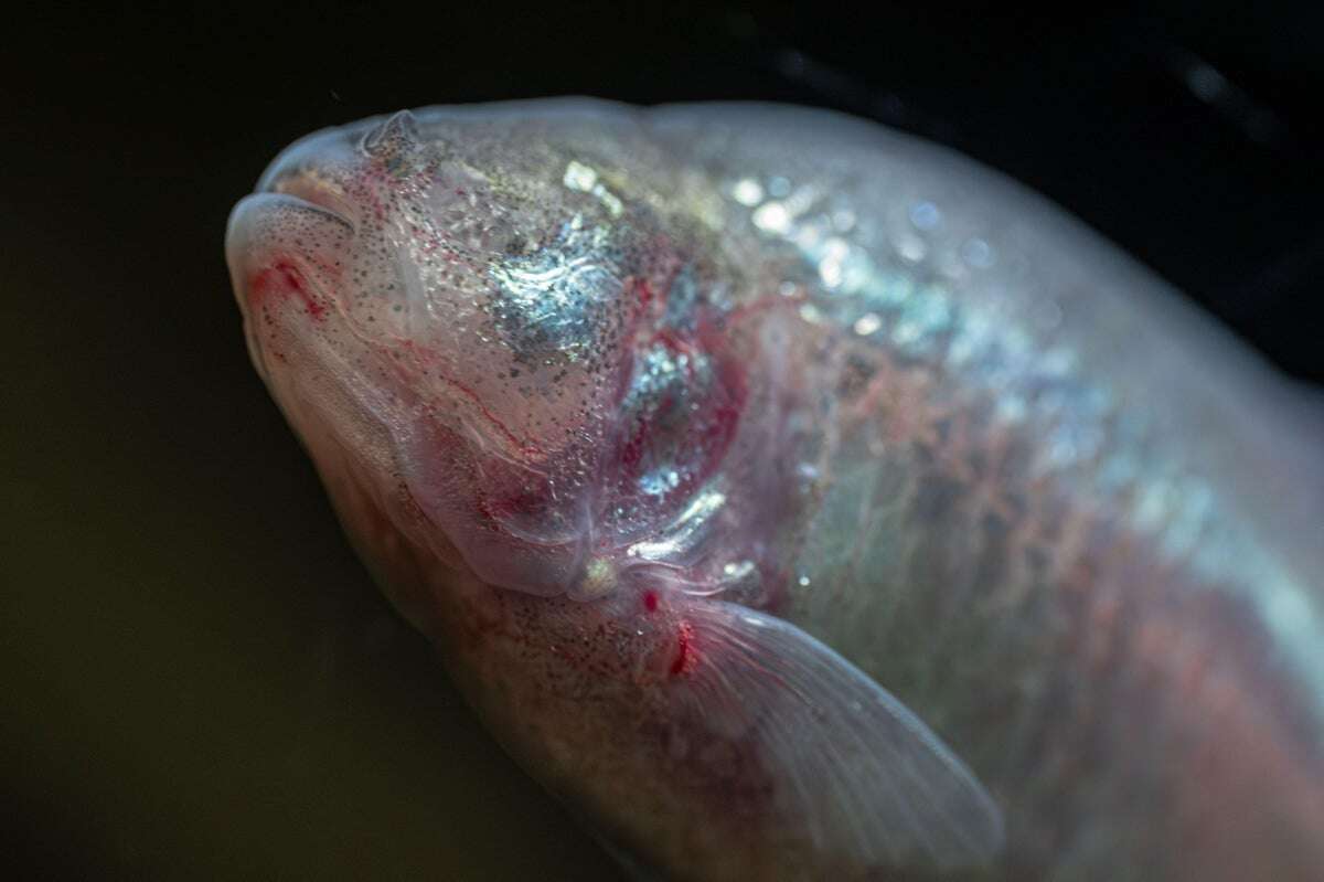 Cave Fish Adolescence Means Sprouting Taste Buds in Weird Places