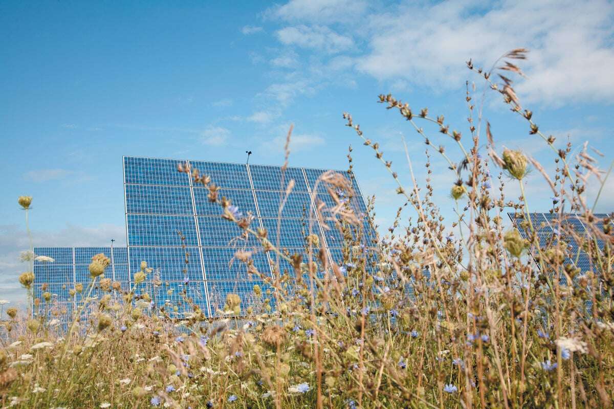 Pollinators Flock to Flower-Filled Solar Panel Fields