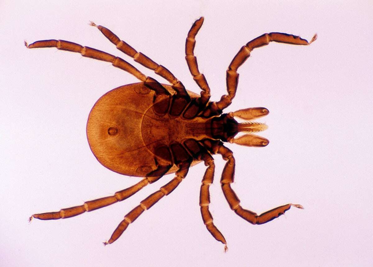 Spike in Lyme Disease Cases Reflects More Accurate Surveillance