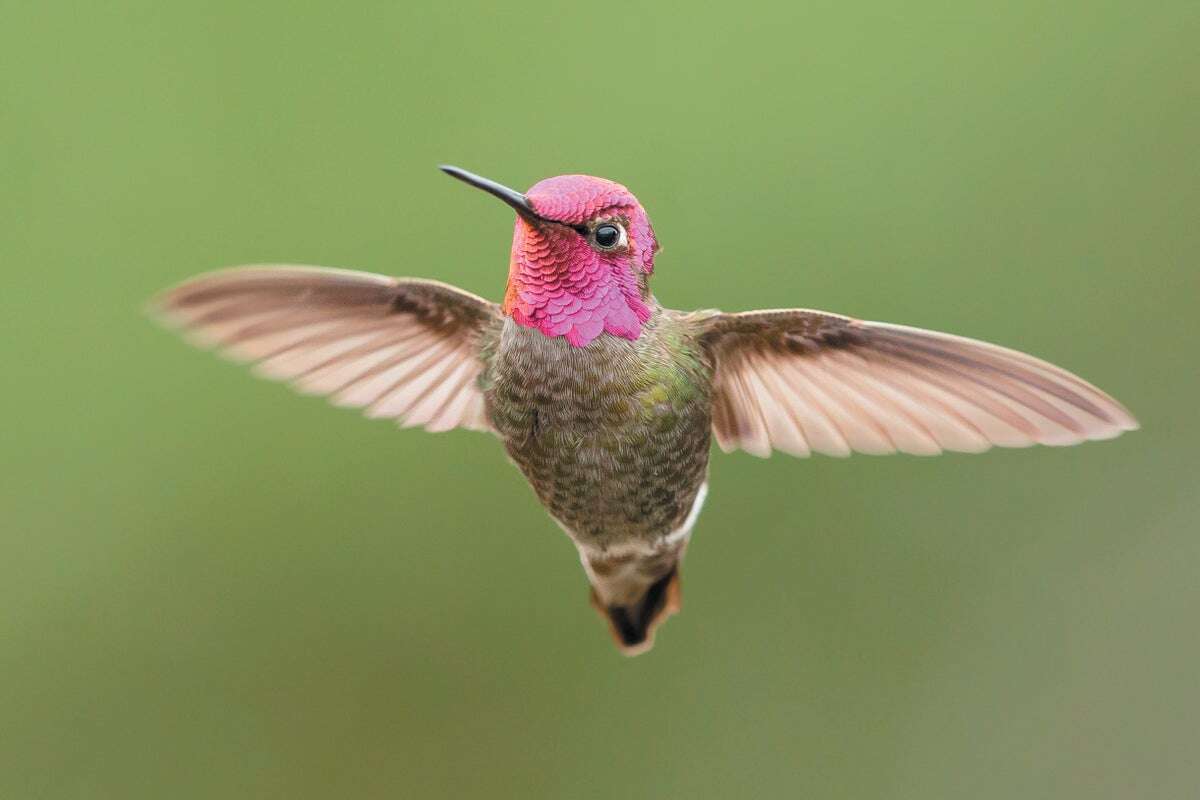 Hummingbirds Control Their Flight with a Newfound Mechanism