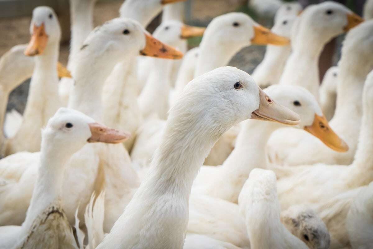 First Outbreak of Highly Pathogenic H5N9 Reported in U.S. Ducks