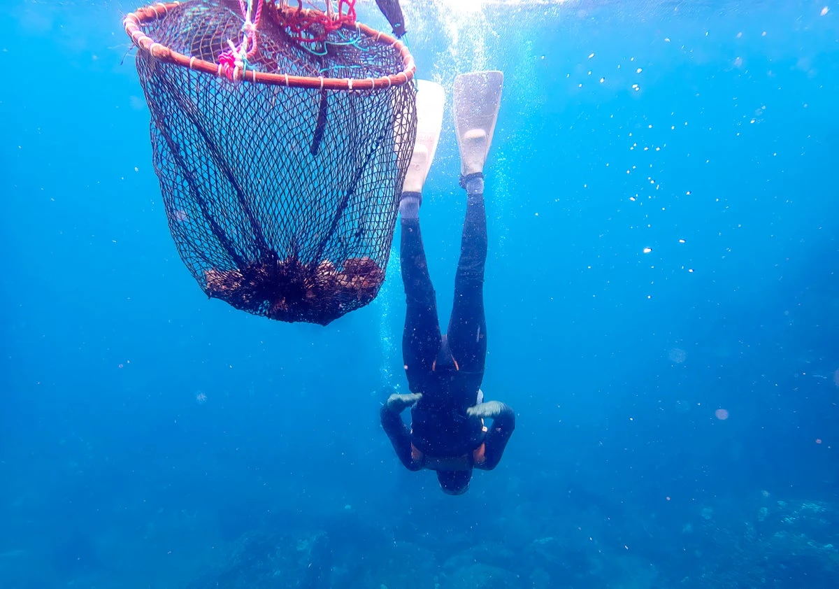 South Korean Haenyeo Divers’ Extreme Lifestyle Is Shaping Their Genetics 