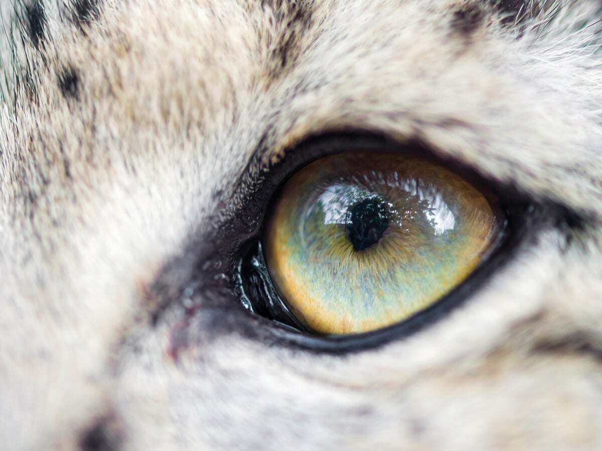 Why Do Wild Cats Have So Many Different Eye Colors?