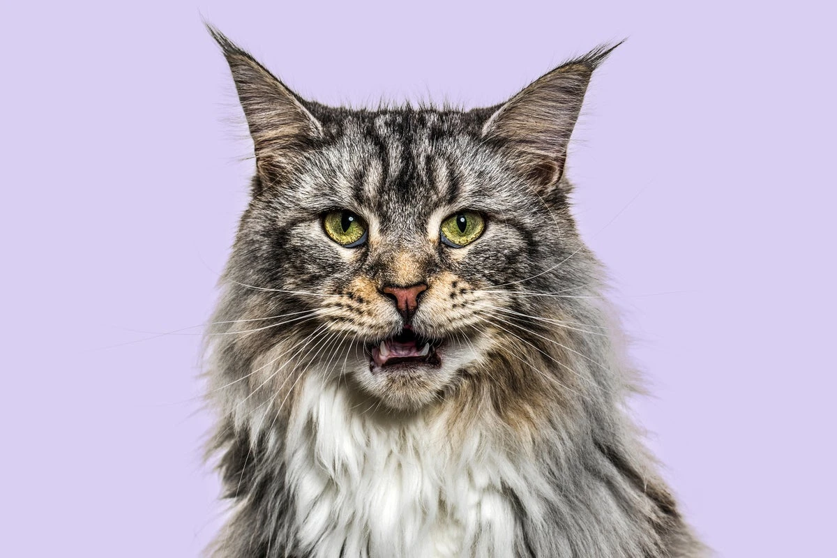 What Is Your Cat Trying to Say? These AI Tools Aim to Decipher Meows