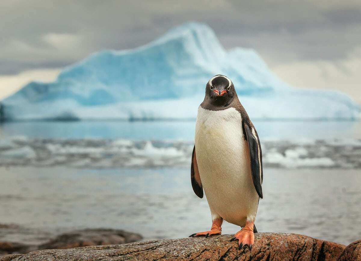 Penguins Help to Map Antarctica’s Growing Mercury Threat