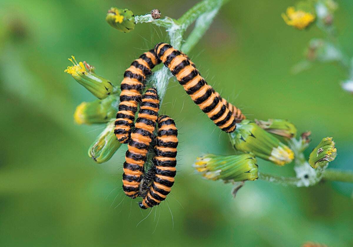 Caterpillars Sense Hungry Wasps’ Electrical Field