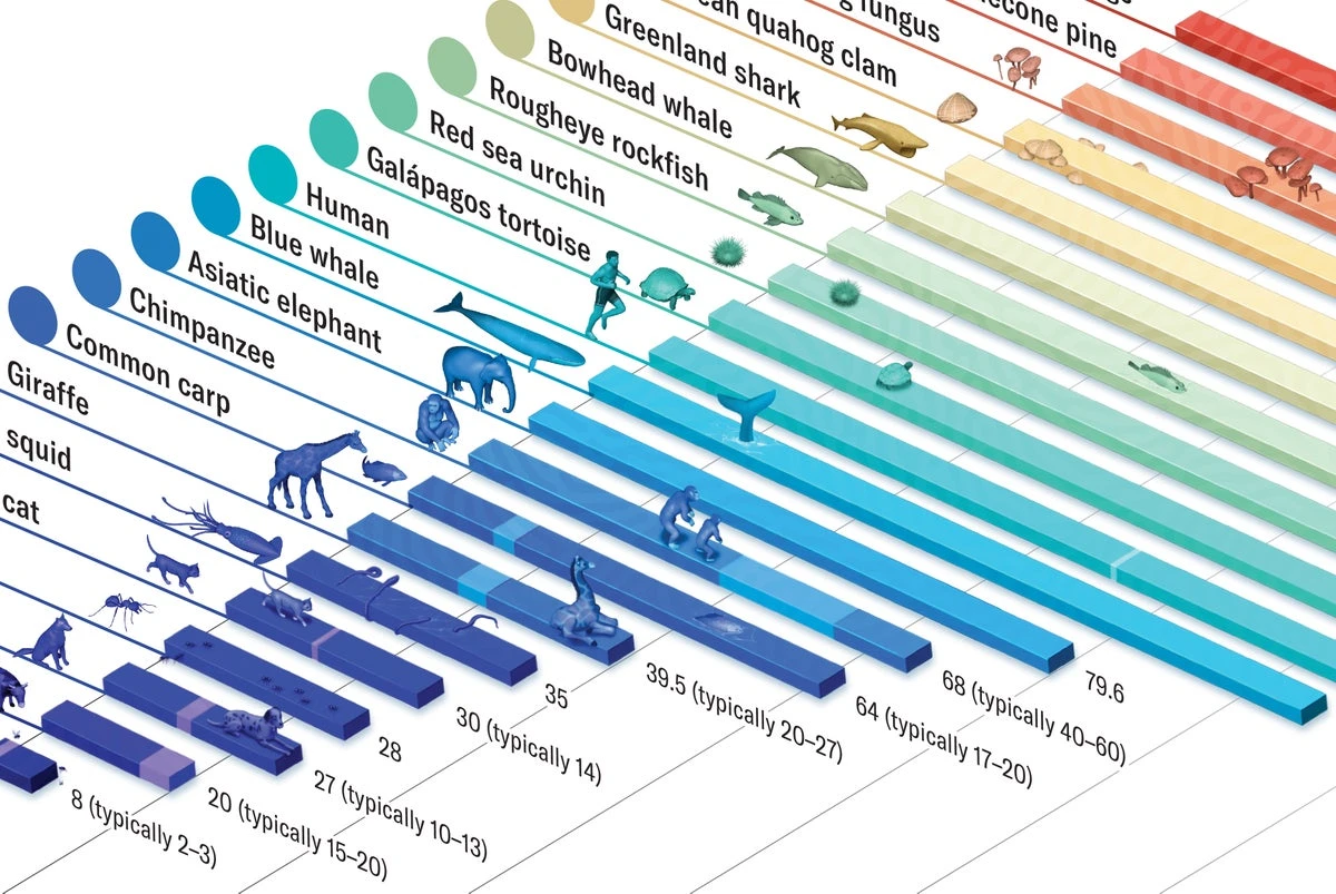 Why Some Animals Live for Only Days and Others Live for Thousands of Years