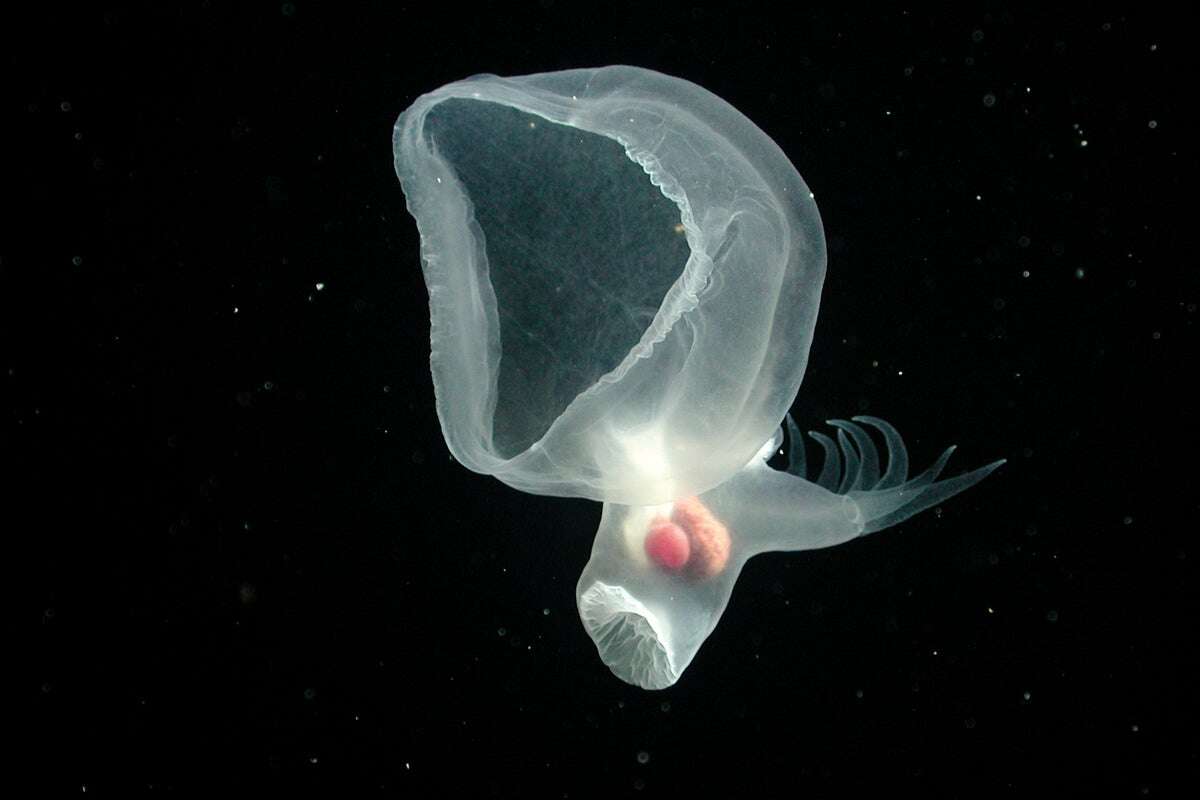 Glowing “Mystery Mollusk” Finally Identified