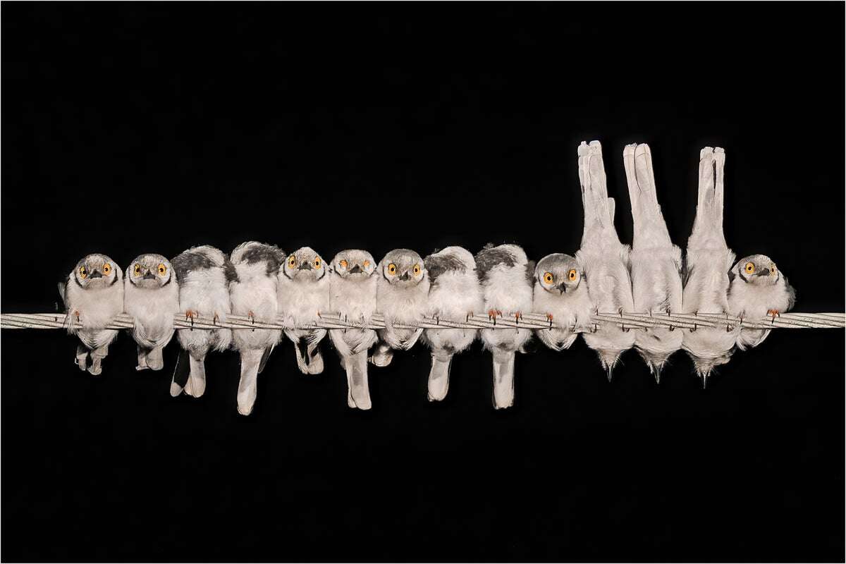 Stunning Bird Photographs Showcase Incredible Views of Life on the Wing