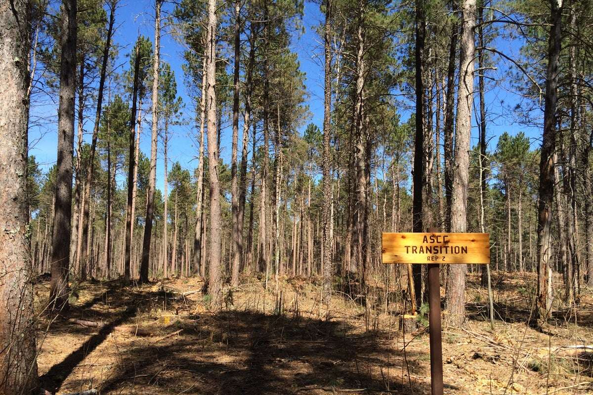 Moving Trees North Could Save Forests from a Changing Climate