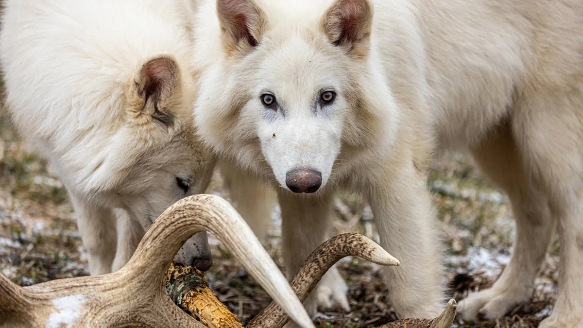 The Scientific Debate over Colossal’s ‘De-extinct’ Dire Wolves