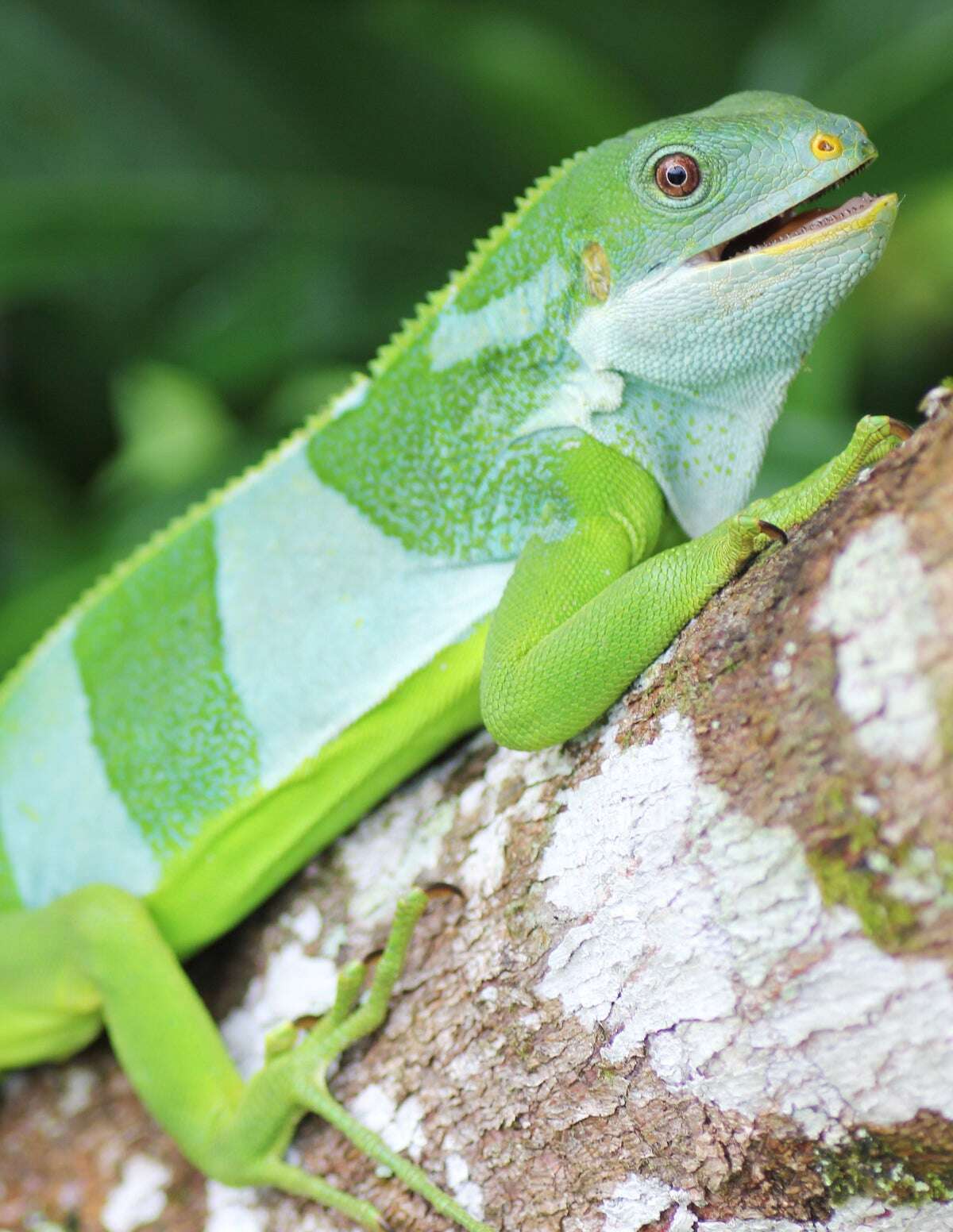 Fiji Iguanas Crossed the Ocean from the Americas Millions of Years Ago