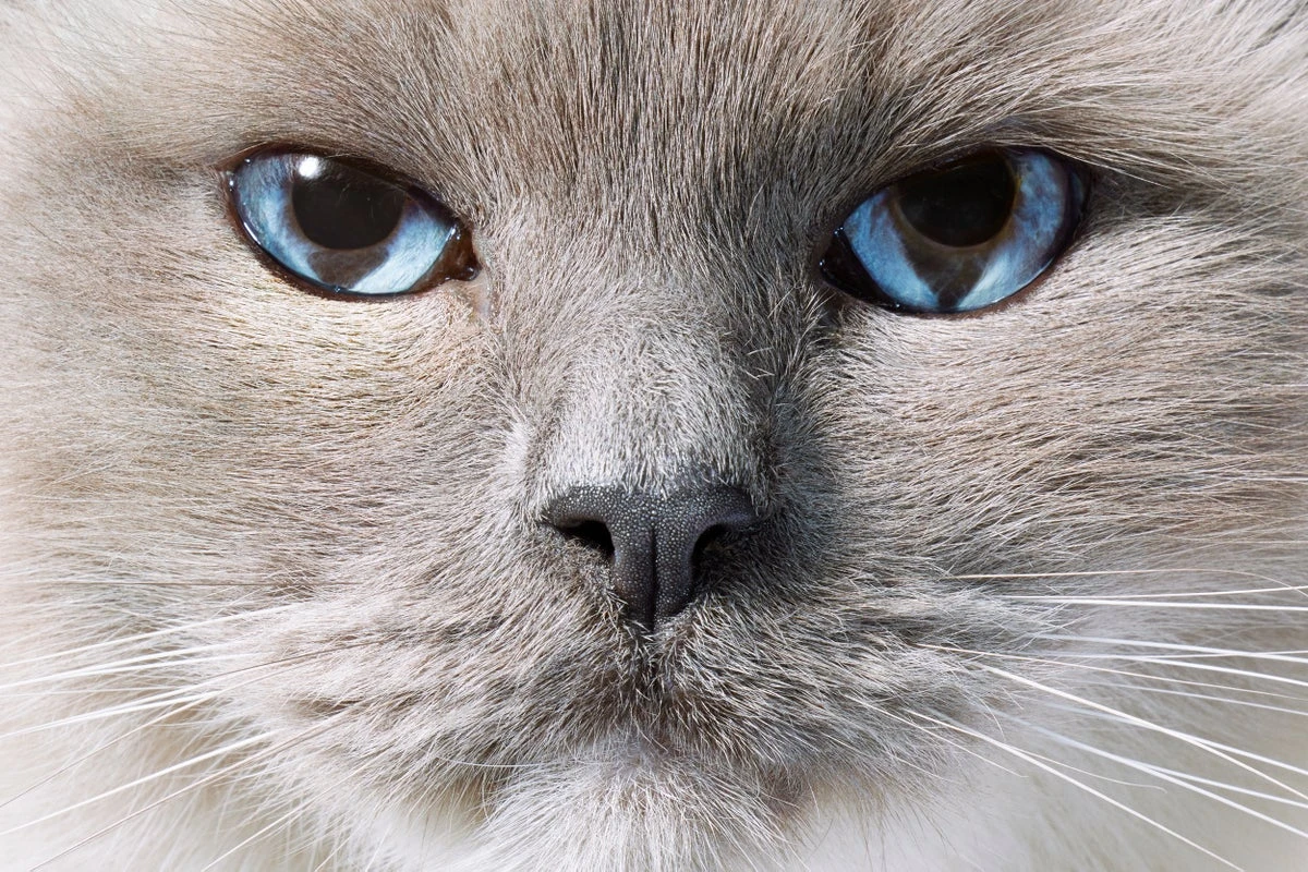 Stunning Cat Photos Reveal Feline Science