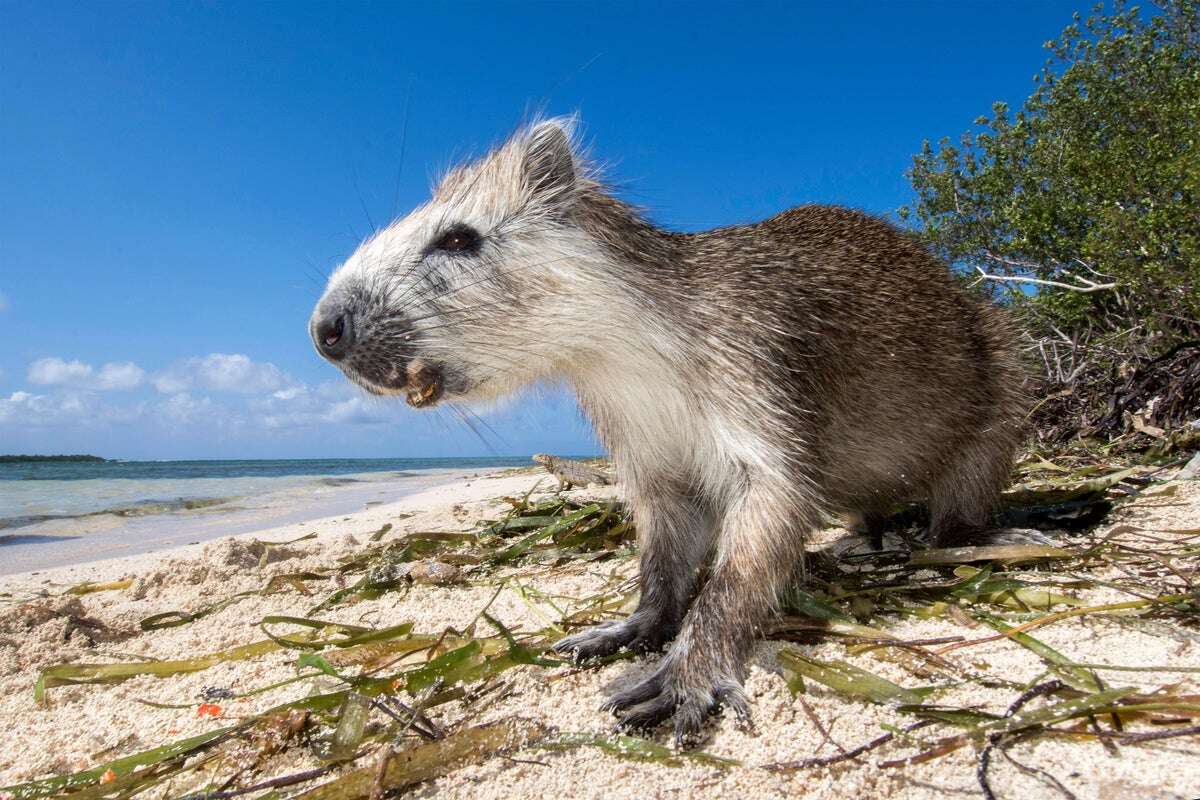 Why Animals Living on Islands Are at Greater Risk of Extinction