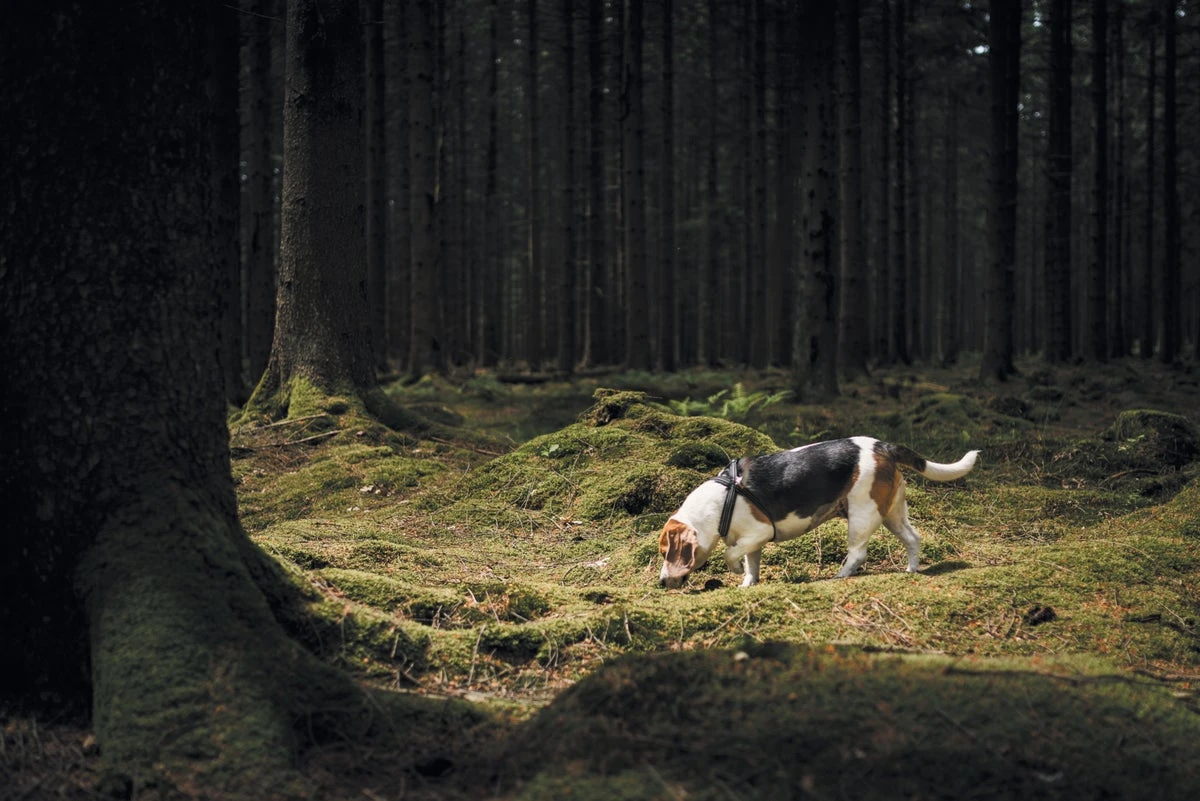 Pessimistic Dogs Are Better at Smelling Cancer—And Other Keys to Disease-Sniffing Success