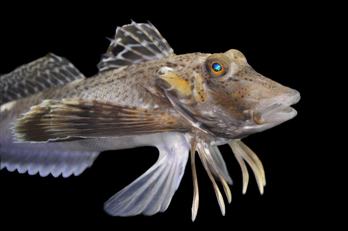 These Bizarre Fish Walk on Six Legs and Taste the Location of Buried Prey