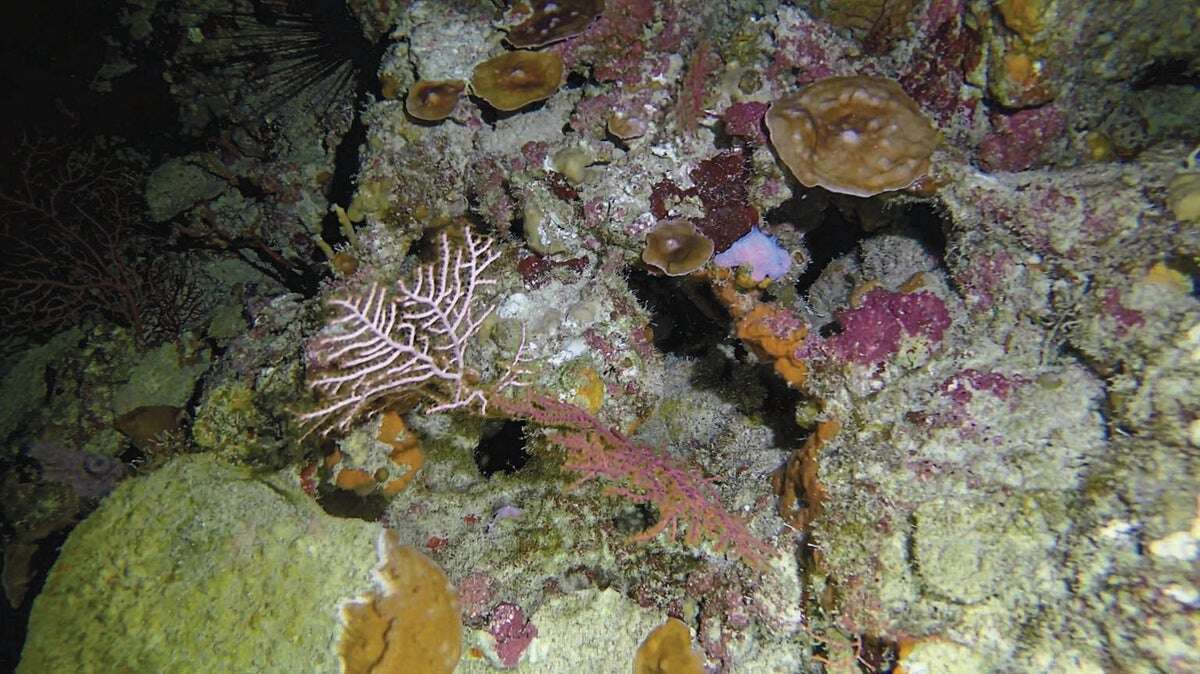 Even 'Twilight Zone' Coral Reefs Aren't Safe from Bleaching