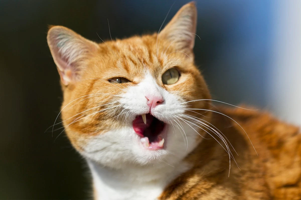 The 6 Most Intriguing Things We Learned about Pet Cats and Dogs This Year