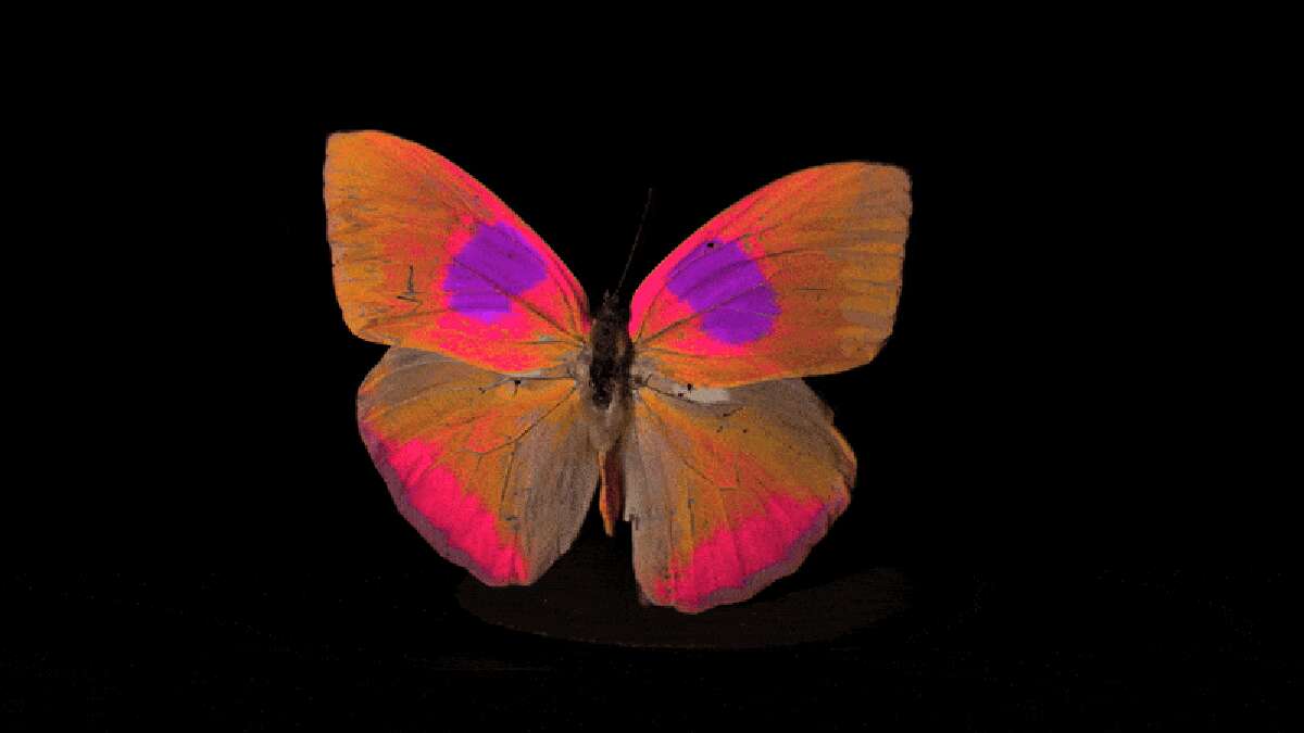 Animals Can See Colors We Can't--And New Tech Offers Us a Glimpse