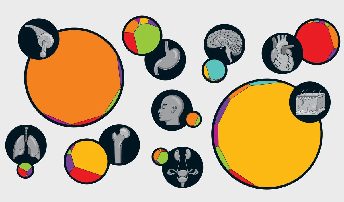 See Your Body's Cells in Size and Number