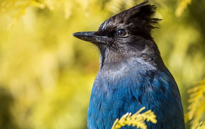 Birds Named after People Will Get New English Names