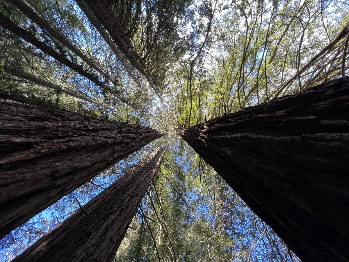Coast Redwoods Are Enduring, Adaptable Marvels