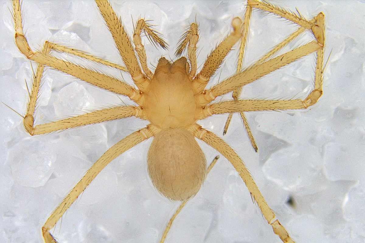 Eyeless Cave Spiders Can Still 'See' the Light