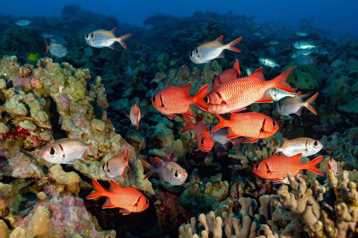 Hawaii's Coral Ecosystems Are the Latest Reefs to Be Insured against Extreme Storms