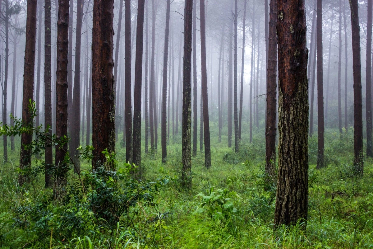 How Forest Mythology Leads to Preservation--And Plunder