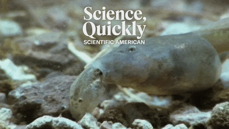 These Creatures are Probably the Closest Thing Nature Has to Real Werewolves