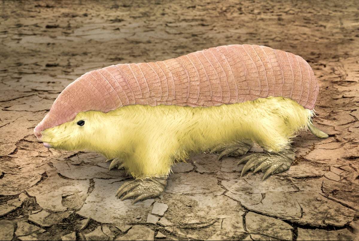 Pink Fairy Armadillos Have a Weird Double Skin Not Seen in Any Other Mammal