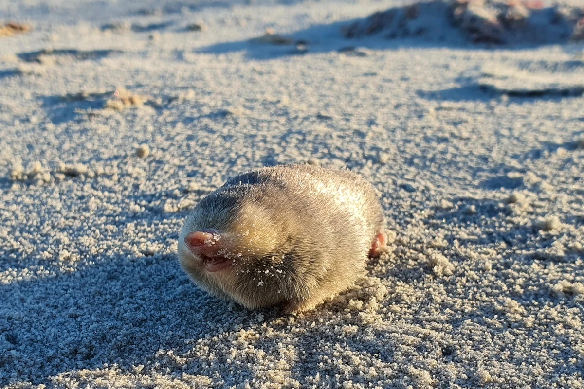 Golden Mole That Swims through Sand Rediscovered after 86 Years