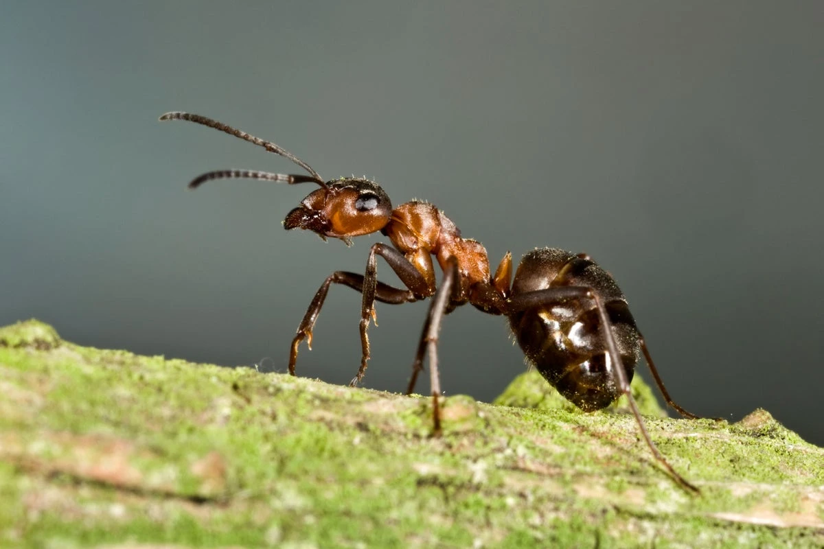 How Supergenes Shape Evolution