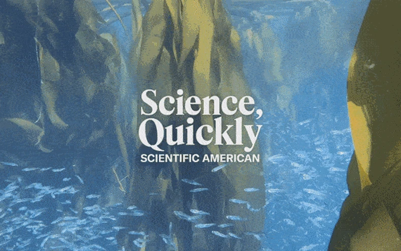 Turns Out Undersea Kelp Forests Are Crucial to Salmon