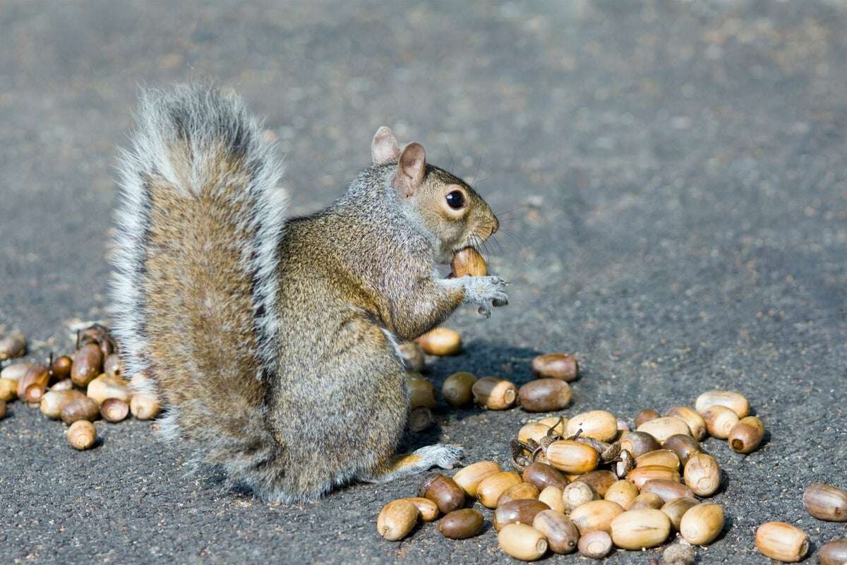 This Fall Is Full of Acorns--Thanks to a 'Mast' Year