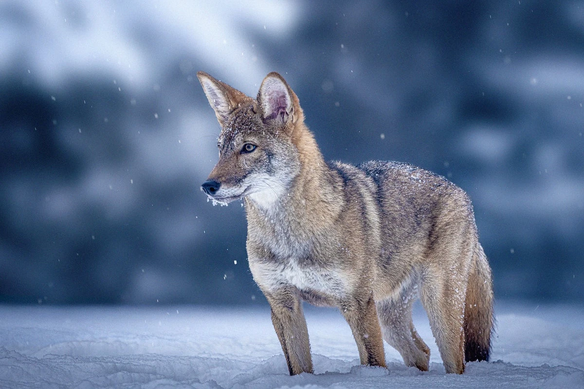 The Dire Wolf Hoopla Hides the Real Story: How to Save Red Wolves